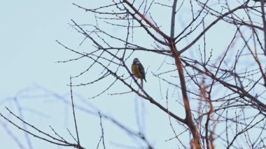 Bir Parus Major Cinciallegra gündoğumu alacakaranlığı