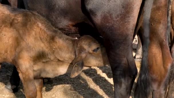 Calf Makan Dari Yang Udder Ibu Pedesaan Konsep Pertanian — Stok Video