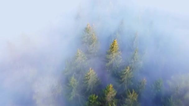 Αεροπλάνο Από Έλατα Καλυμμένα Ομίχλη Ένα Δάσος Στην Αυστρία — Αρχείο Βίντεο