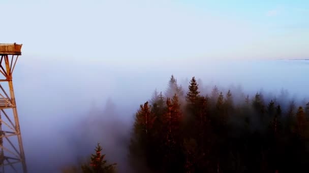 Αεροφωτογραφία Των Ελάτων Στο Δάσος Της Αυστρίας Καλυμμένη Στρώμα Ομίχλης — Αρχείο Βίντεο