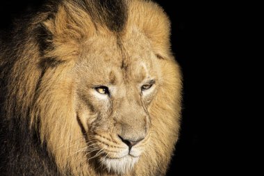 Hayvanat bahçesindeki aslan portresinin seçici odak noktası.