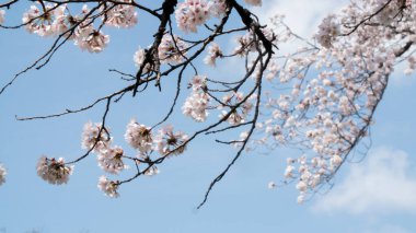 Japonya, Kanagawa 'da çiçek açan bir sakura ağacı.