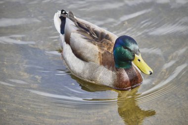 Gölde yüzen şirin bir ördeğin yakın çekimi.