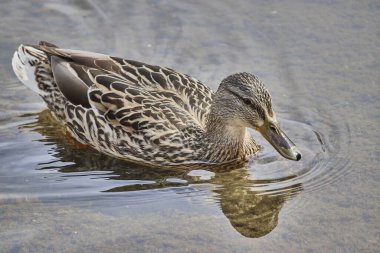 A selective focus shot of a mallard in the water