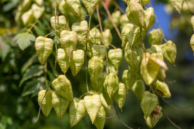 Constance Gölü 'ndeki Mainau Adası' ndaki bir ağacın yeşil bitkilerinin yakın plan çekimi.