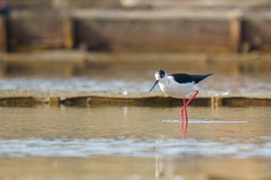 Kara kanatlı kuş Denizde kırmızı bacaklı