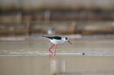 Kara kanatlı kuş Denizde kırmızı bacaklı