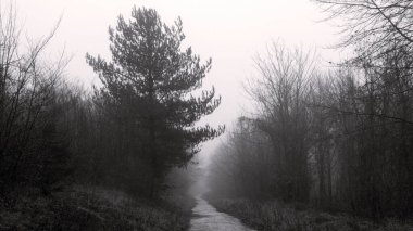 Ormanda yağmurlu ve kasvetli bir gün