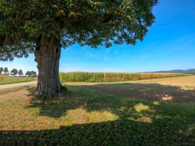 Mavi gökyüzüne karşı yeşil ağaç ve mısır tarlası.