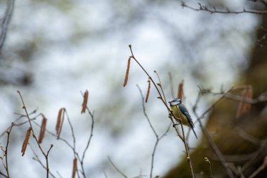A closeup shot of a great tit perched on a branch