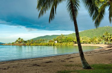 Kuzey Queensland, Avustralya 'da palmiye ağacı olan güzel bir tropikal plaj.
