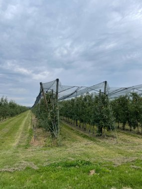 Bulutlu gökyüzünün altındaki bir tarlada bazı bitkilerin dikey çekimi
