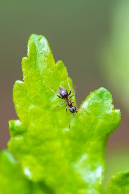 Bahçede bir yaprağın üzerinde yürüyen karınca