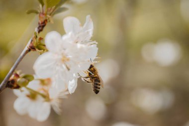 Güneşli bir günde kayısı ağacında bir bal arısının yakın çekimi.