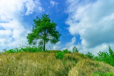 Çayırlarda ve dağlarda yapayalnız bir ağaç