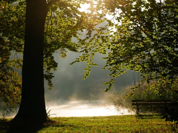 Vacker Trädbild Park Solljuset — Stockfoto