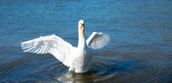 白天鹅拍打翅膀 德国摩泽尔河 野生动物 — 图库照片