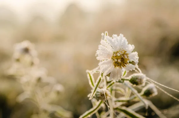 Primer Plano Una Flor Manzanilla Congelada Cubierta Con Heladas Matutinas —  Fotos de Stock