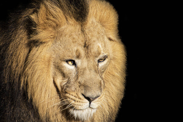 A selective focus shot of a lion portrait at the zoo