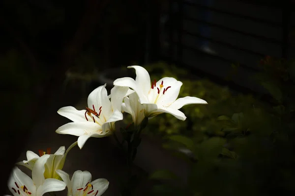A beautiful shot of Madonna lilies