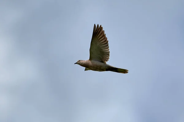 구름낀 하늘에서 비행하는 동안잡힌 비둘기의 — 스톡 사진