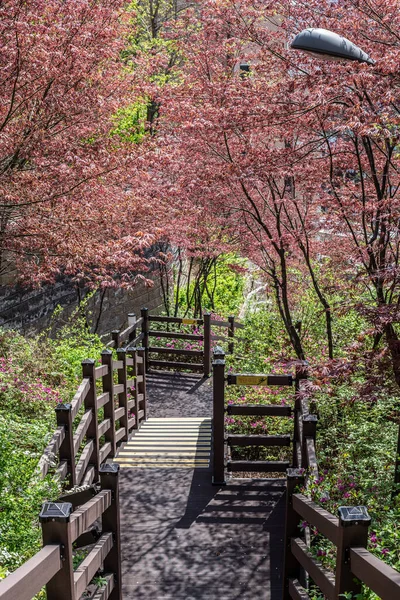 Piękny Różowy Kwitnący Dogwood Wzdłuż Chodnika Parku — Zdjęcie stockowe