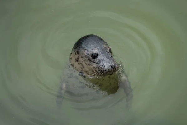 Seal Cornish Seal Sanctuary Gweek Cornwall — Stock Photo, Image