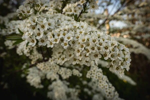 Baharda Bahçede Güzel Beyaz Spiraea Çiçekleri Olan Bir Dalın Yakın — Stok fotoğraf