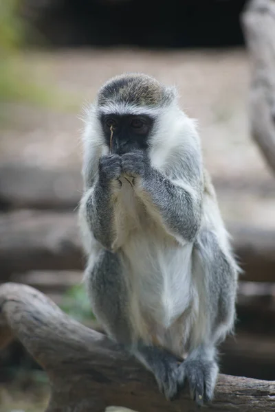 一只猴子在自然界中的特写镜头 — 图库照片