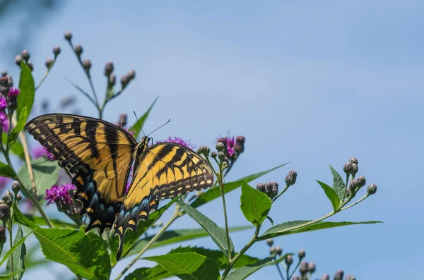 Beautiful View Eastern Tiger Swallowtail Butterfly Purple Plants Garden — Stock Photo, Image