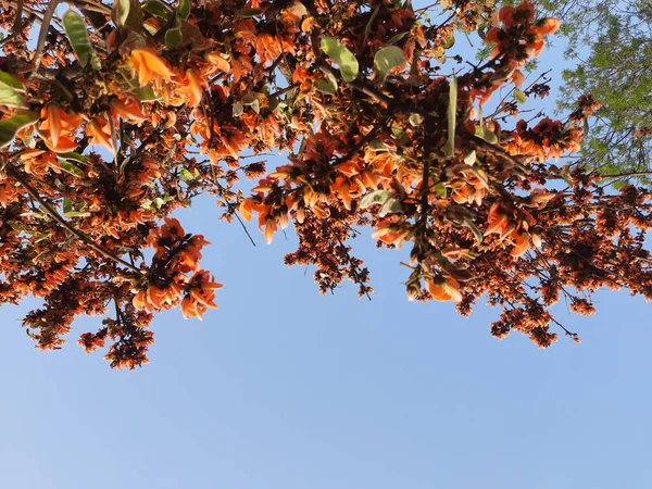 Низький Кут Зору Квіти Буфе Моносперми Цвітуть Дереві Тлі Блакитного — стокове фото