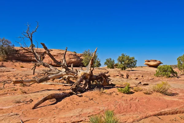 Dead Tree Has Fallen Canyon Chelle Arizona — Stock Photo, Image