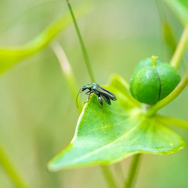 Swollen Thighed Beetle Oedemera Nobilis Insect Green Background — Stockfoto