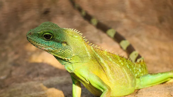 Closeup Shot Green Lizard Side View Blurred Background — Stock Photo, Image