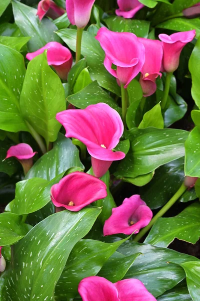 Also Known Arum Calla Lily Colorful Flowers Leaves Zantedeschia Cultivars — Stock Photo, Image