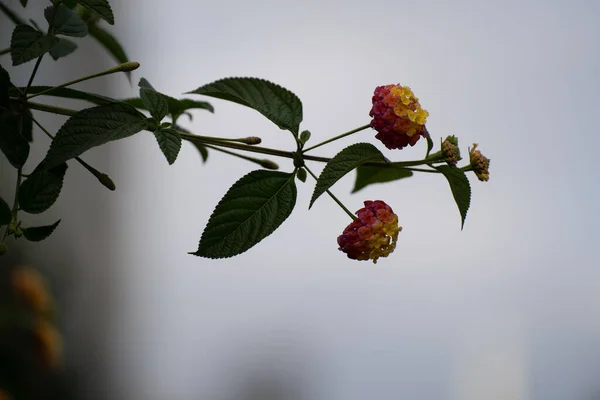 Живописный Вид Цветка Лантаны Зелеными Листьями Размытом Фоне — стоковое фото