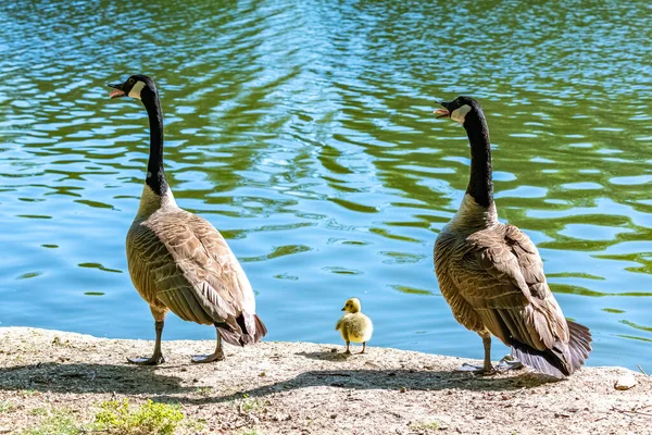 Ganso Canadá Con Polluelos Nadando Lago — Foto de Stock