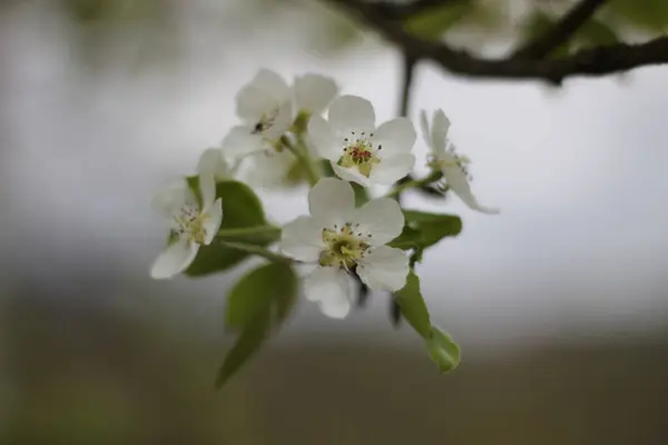 Nahaufnahme Einer Apfelpflanze Die Garten Blüht — Stockfoto