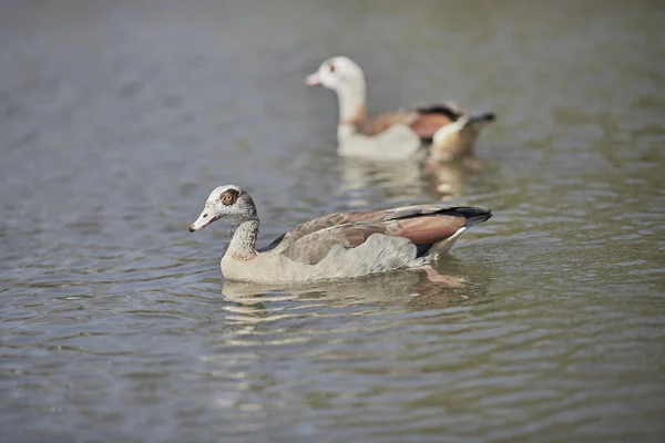 Schöne Aufnahme Einer Ägyptischen Gans Die Einem Seewasser Schwimmt — Stockfoto