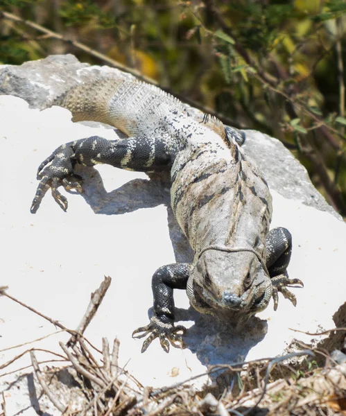 Lagarto Monitor Uma Pedra Dia Ensolarado — Fotografia de Stock