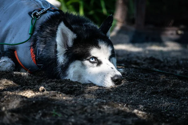 Parkta Yerde Yatan Bir Husky Nin Yakın Çekimi — Stok fotoğraf