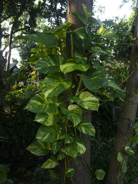 Devil Ivy Plant Epipremnum Aureum Species Arum Family Araceae Native — Stock Photo, Image