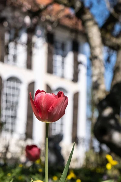 Colpo Verticale Tulipano Rosso Con Edificio Sfocato Sullo Sfondo — Foto Stock