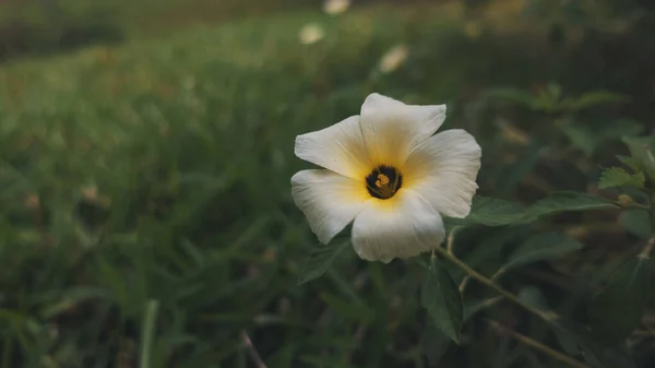 Primer Plano Turnera Subulata Nombres Comunes Buttercup Blanco Aliso Azufre — Foto de Stock