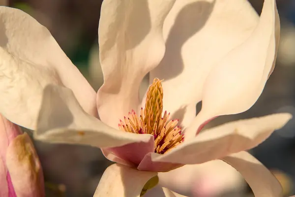 Gros Plan Délicat Magnolia Ensoleillé Fleur — Photo