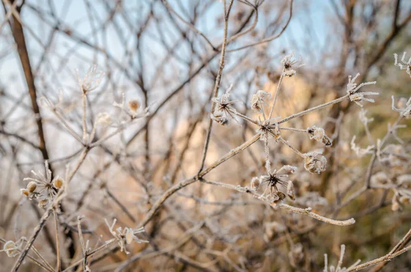 Geada Início Manhã Plantas Prado Seco — Fotografia de Stock