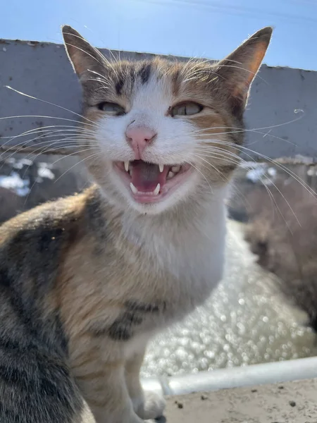 Gato Engraçado Com Boca Aberta — Fotografia de Stock