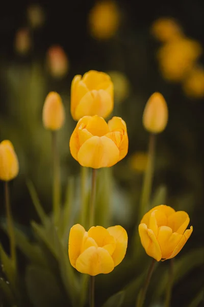 Eine Vertikale Nahaufnahme Der Gelben Gartentulpen Tulipa Gesneriana Ausgewählte Schwerpunkte — Stockfoto