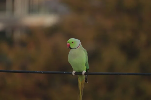 Green Parrot Blur Background — Stock Photo, Image