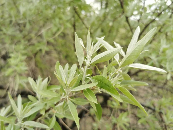 Detailní Záběr Listů Ruského Olivovníku Elaeagnus Angustifolia — Stock fotografie